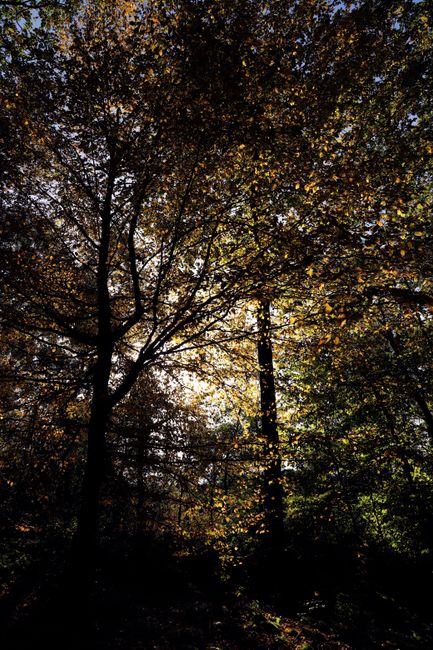 Sunlight shines through tall trees with autumn leaves in a serene forest setting.