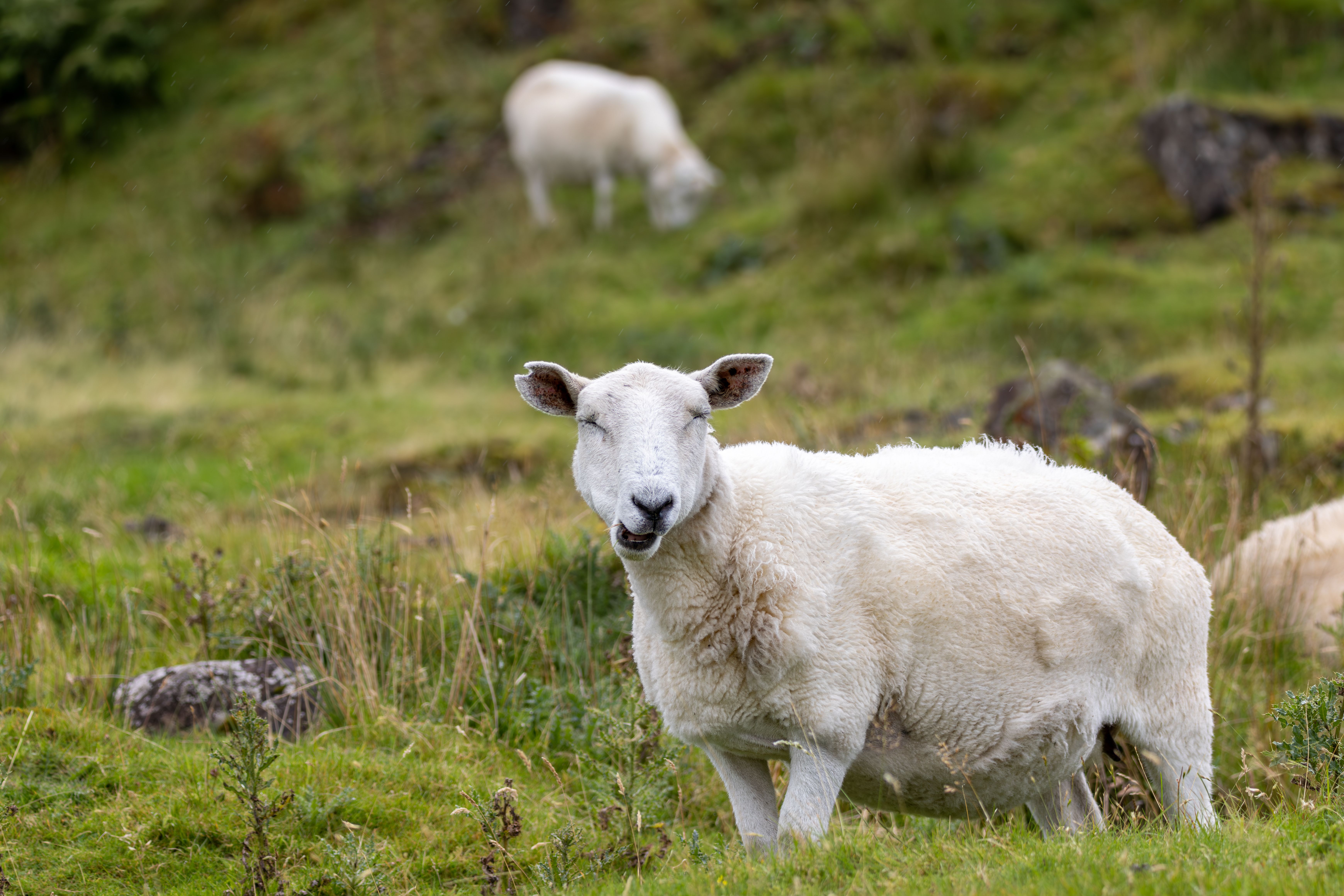 Pictures Of Sheep Photos, Download The BEST Free Pictures Of Sheep ...