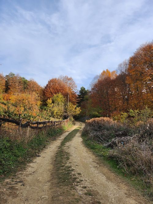 Free A picturesque dirt path winding through a vibrant autumn forest, showcasing colorful foliage. Stock Photo