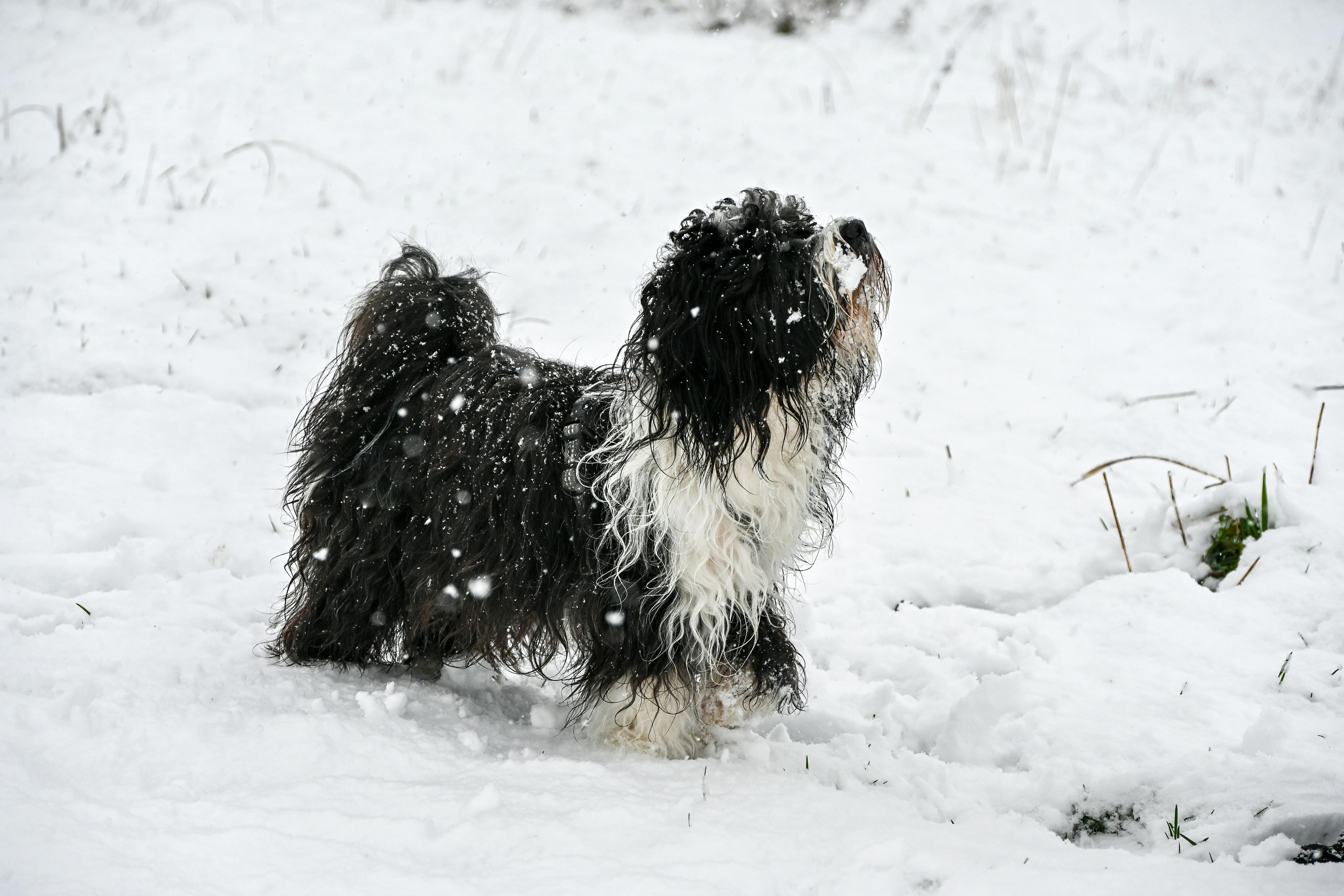 fluffy dog enjoying snowy winter day