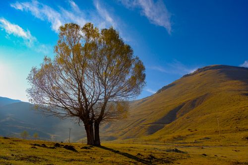 Free A solitary tree standing on a grassy mountain landscape under a clear blue sky. Stock Photo