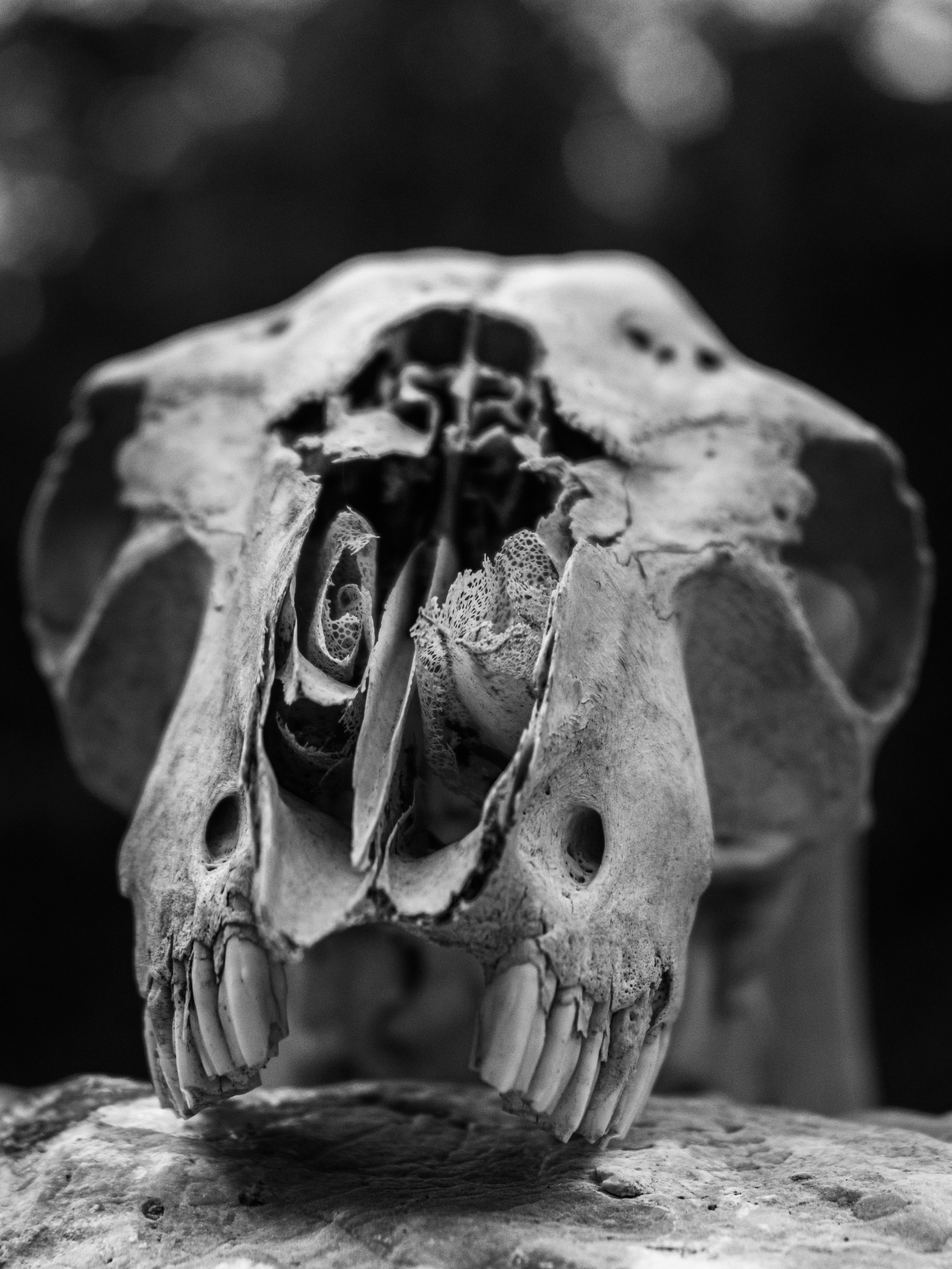 Black and white photo of an animal skull with a rose arrangement in its center, creating a dramatic art piece.