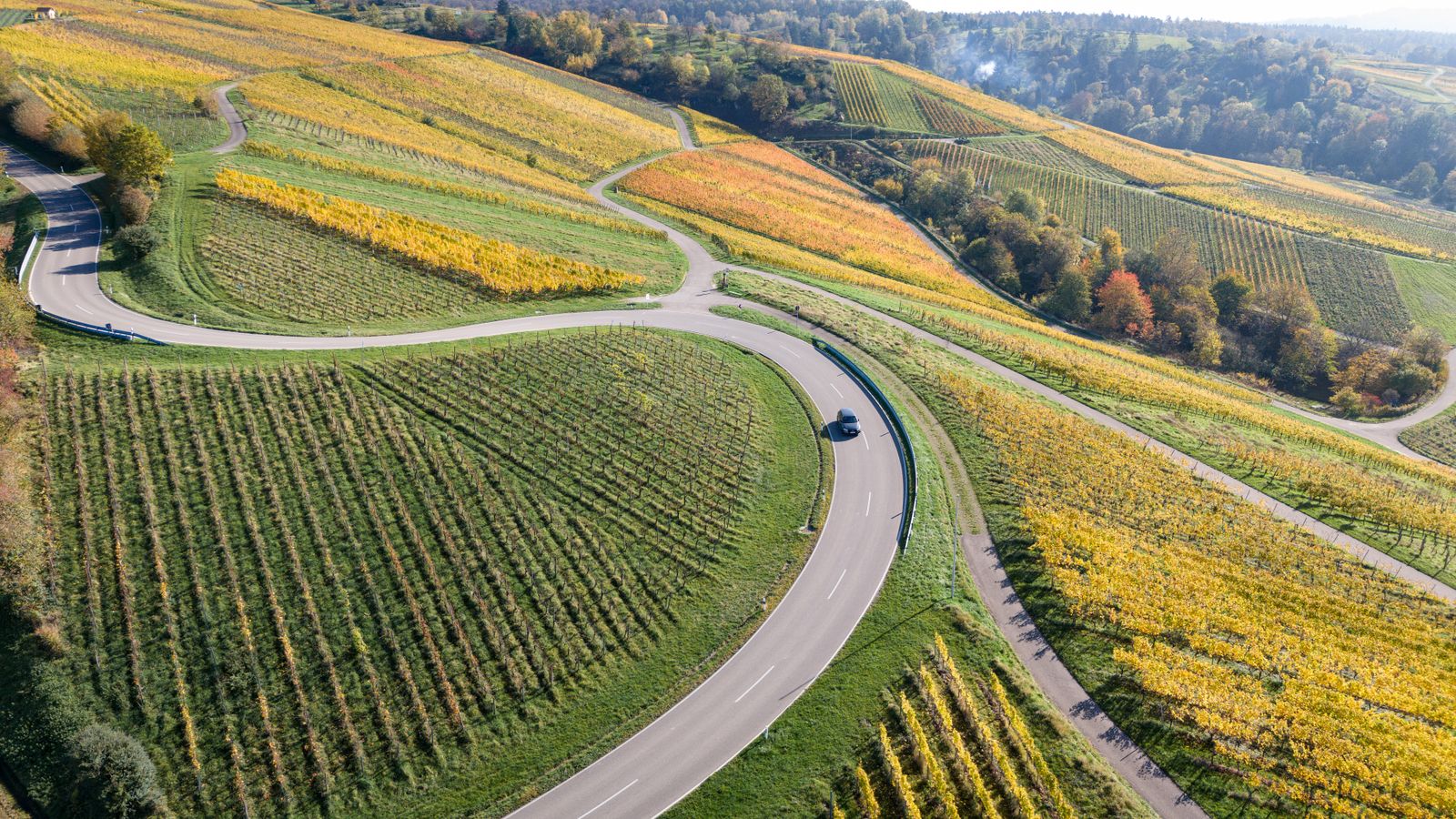 Vignes alsaciennes en automne avec rangs colorés or et rouge, village à colombages au loin sous lumière douce