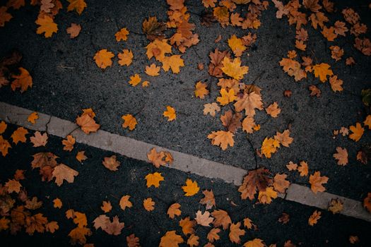 A moody street scene with autumn leaves scattered on a concrete sidewalk.