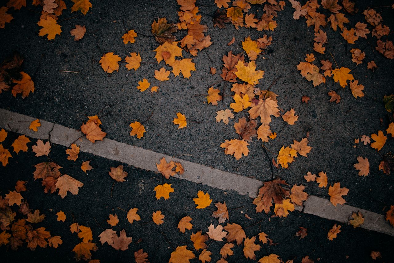 a moody street scene with autumn leaves scattered on a concrete sidewa