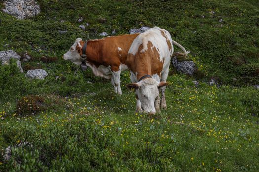 Two cows grazing peacefully in a lush, flower-filled mountain pasture.