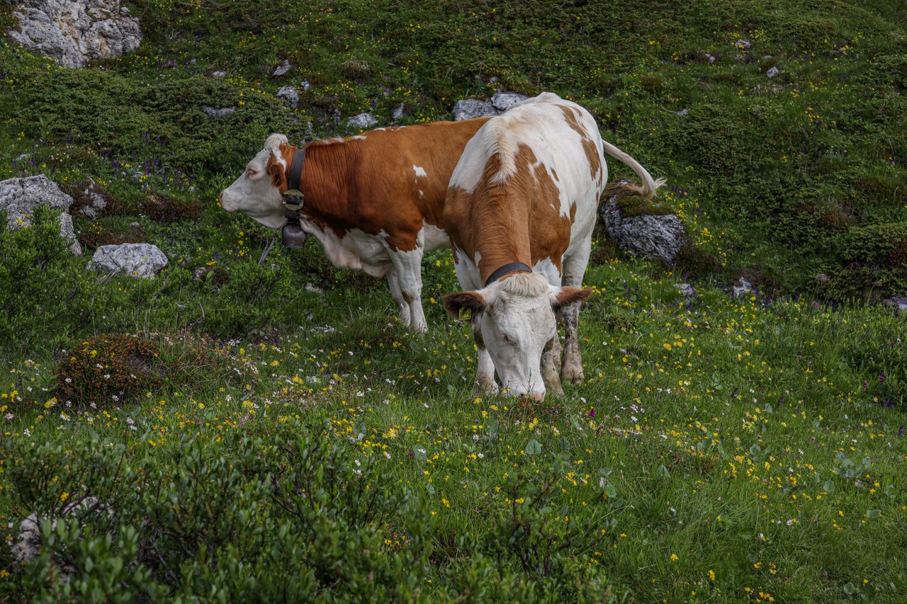 two cows grazing peacefully in a lush flower filled mountain pasture