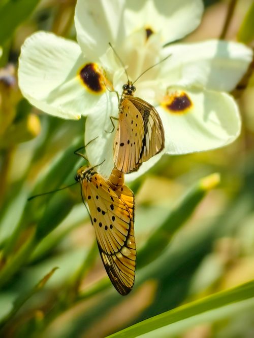 Free Two butterflies perched on a white wildflower with green leaves. Stock Photo
