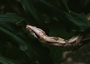 Close-up of Boa Constrictor in Lush Foliage