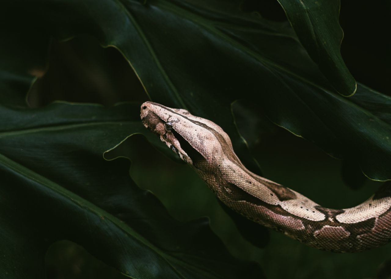 detailed view of a boa constrictor amidst lush green leaves in a jungl