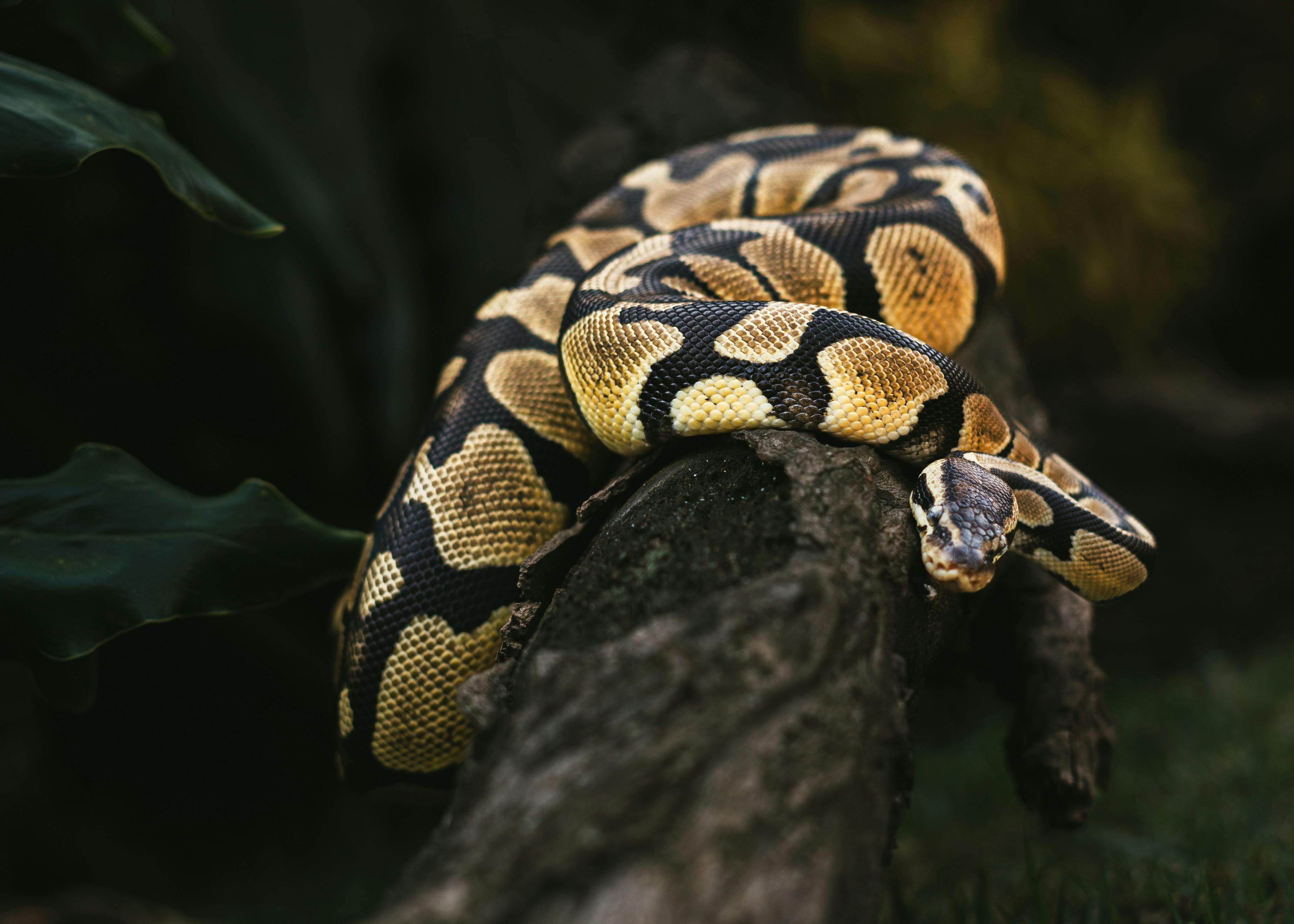 close up of a ball python on a tree branch