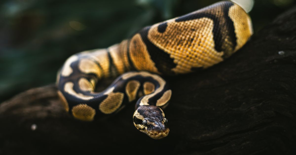 Python Animal Back Close-up of a Ball Python on a Tree Branch · Free Stock Photo