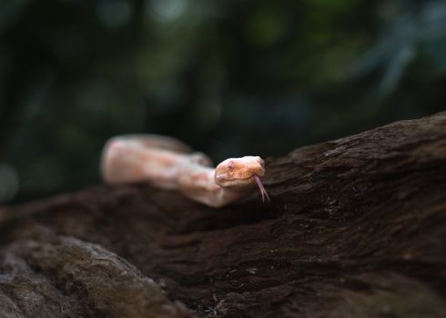 Close-up of an albino python slithering on a tree branch against a lush jungle background.