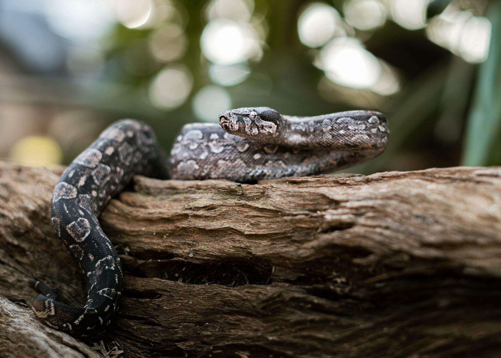 A boa constrictor rests on a log, showcasing its intricate scales and natural camouflage.