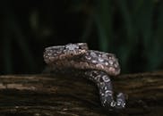 Close-up of Boa Constrictor Snake in Nature