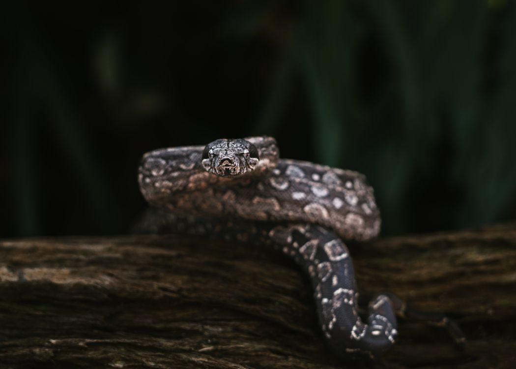 Boid Snake Close-up of Boa Constrictor Snake in Nature · Free Stock Photo