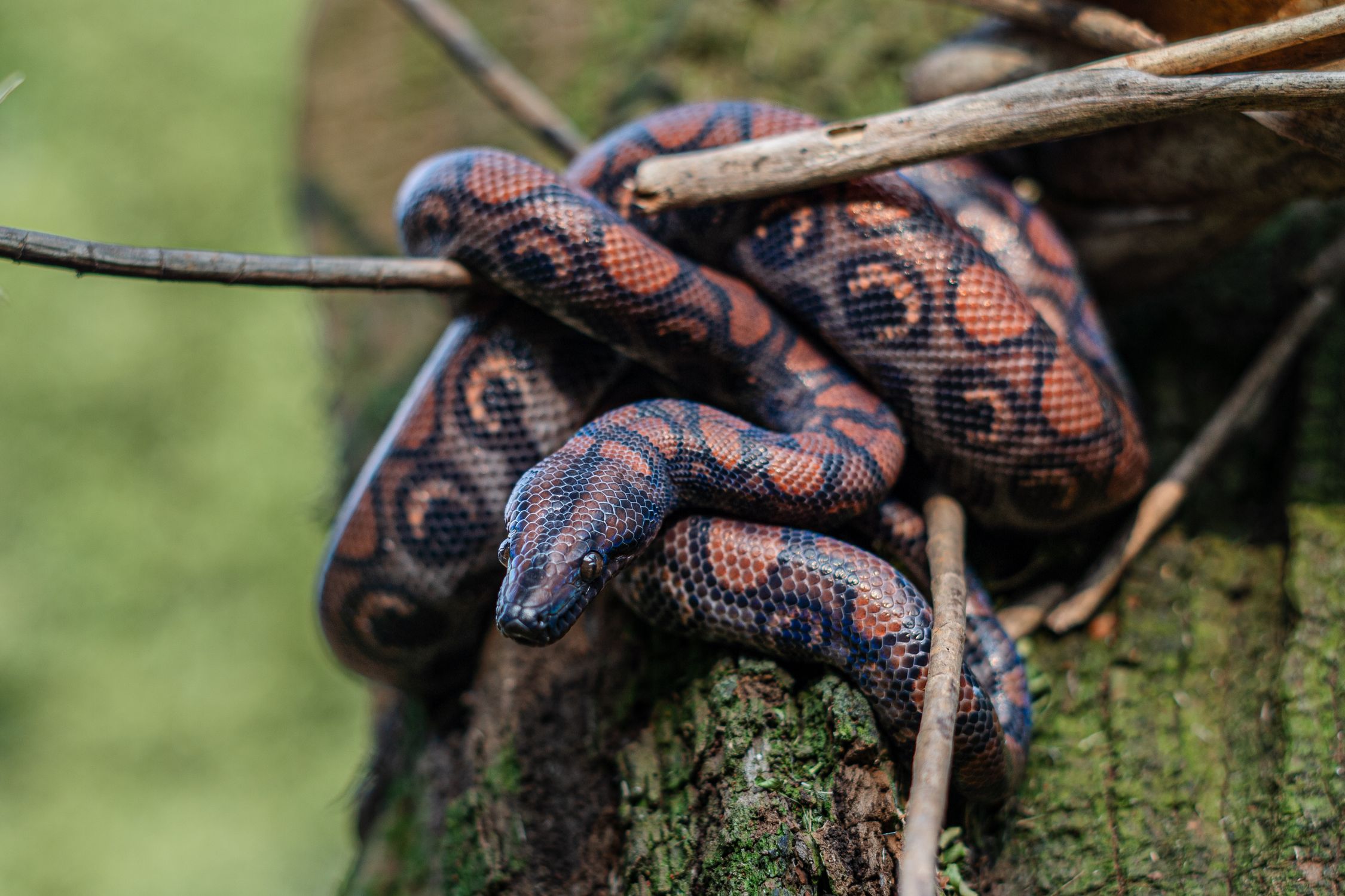 Red and Black Boa Constrictor in Natural Habitat · Free Stock Photo