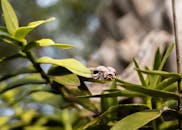 Close-Up of Snake in Green Foliage