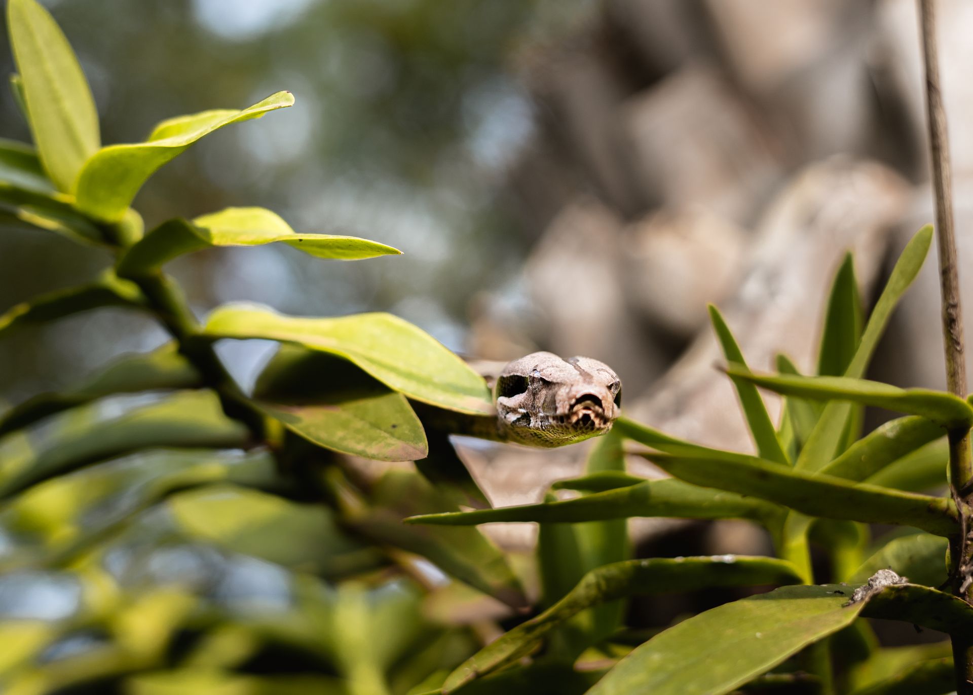 A snake peeks through vibrant green leaves in a natural setting, showcasing its stealth.