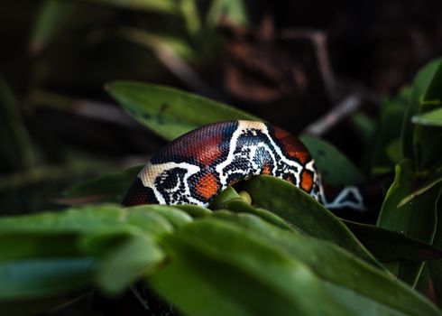 pythons photo