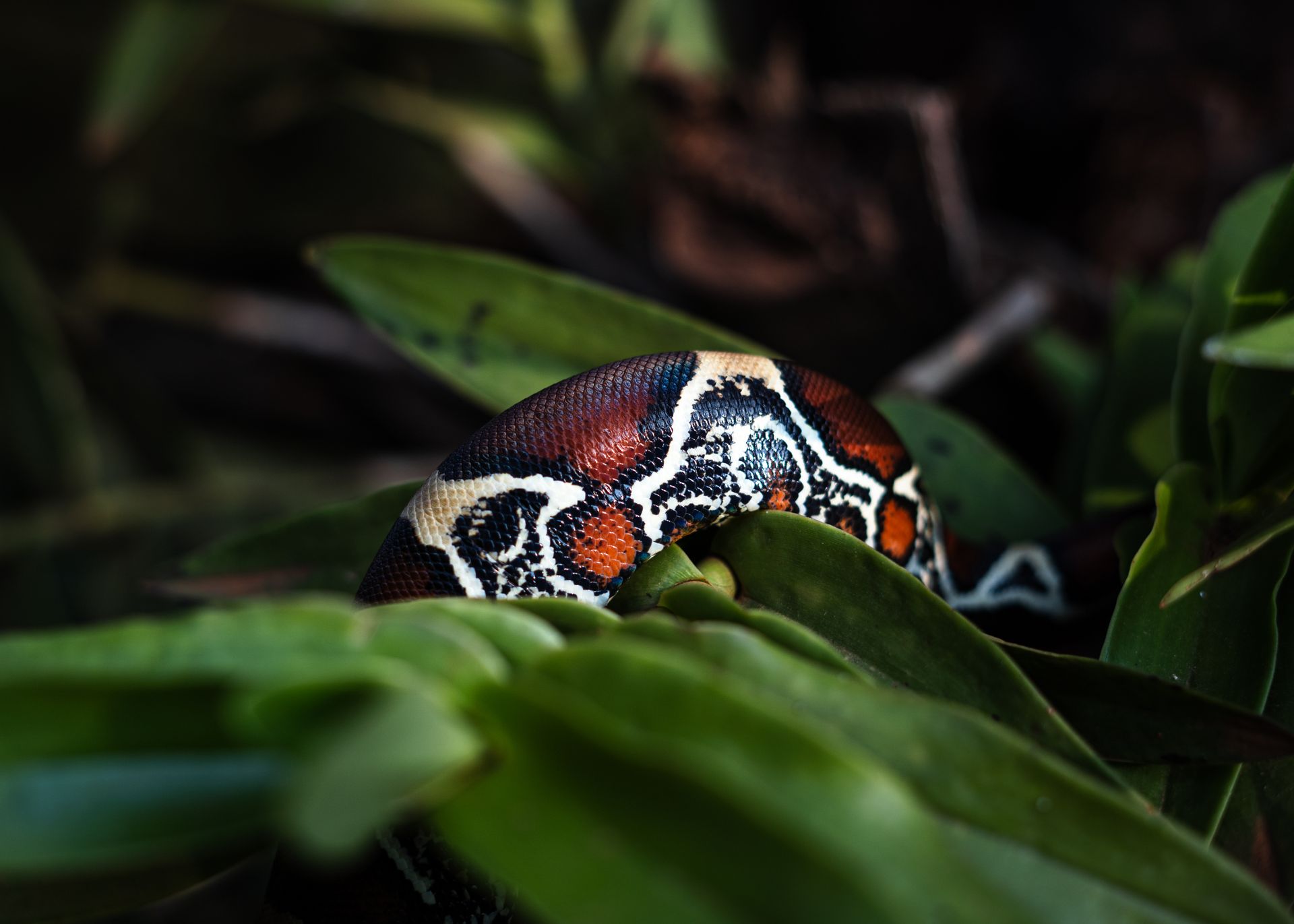 A beautiful blood python snake partially hidden in lush green leaves outdoors.