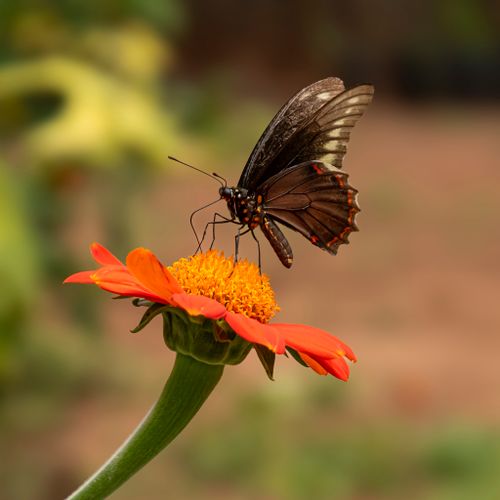 Black Butterfly on Orange Flower · Free Stock Photo