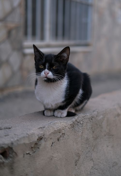 Free A black and white cat sits calmly on a concrete wall, captured in Adana, Türkiye. Stock Photo