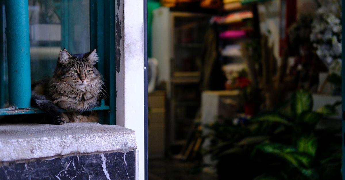 Foto de Clínica Veterinária Mato Grosso