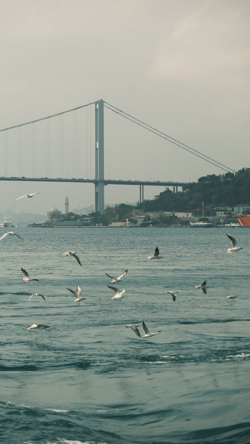 Free Seagulls soaring near the Bosphorus Bridge, Istanbul, on a cloudy day. Stock Photo