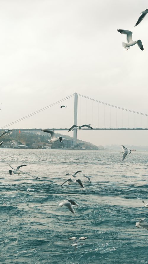 Free Seagulls soar over the Bosphorus with the iconic Istanbul bridge in the background. Stock Photo