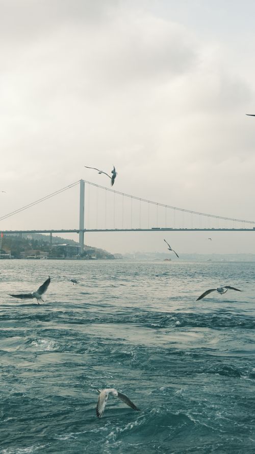 Free Captivating view of seagulls soaring above the Bosphorus Bridge on a cloudy day. Stock Photo