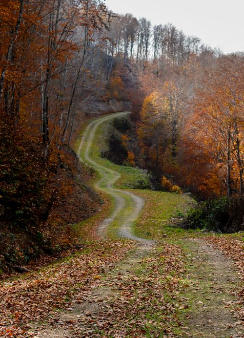 Free Explore a serene winding path through a vibrant autumn forest with colorful foliage. Stock Photo