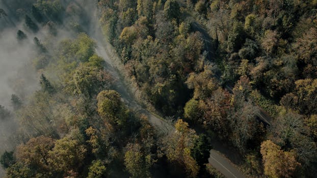 Drone captures winding road through misty autumn forest in Kintzheim, France.