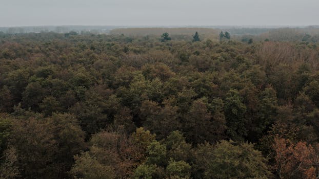 Drone shot of a vast, dense forest in autumn in Kintzheim, Grand Est, France.