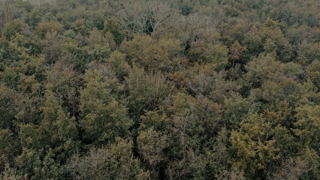 Drone shot capturing the dense forest landscape in Kintzheim, Grand Est, France.