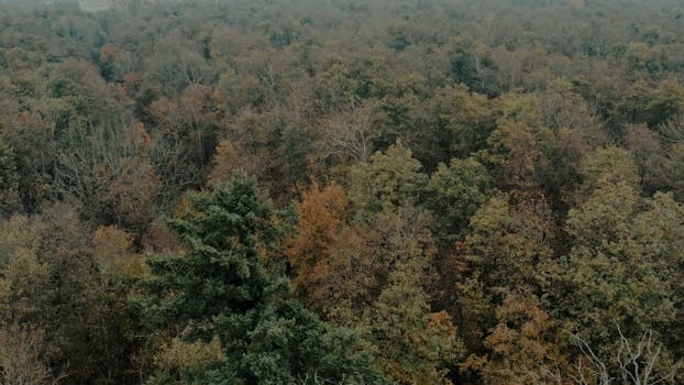 A captivating aerial view of Kintzheim's lush forest in fall, showcasing a palette of seasonal colors.