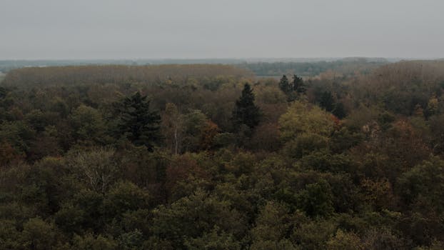 Drone shot capturing the vast and lush forest landscape in Kintzheim, Grand Est, France.