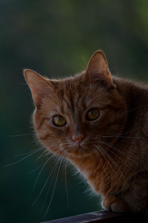 Free Ginger cat with vibrant eyes gazing outward against a blurred natural background. Stock Photo