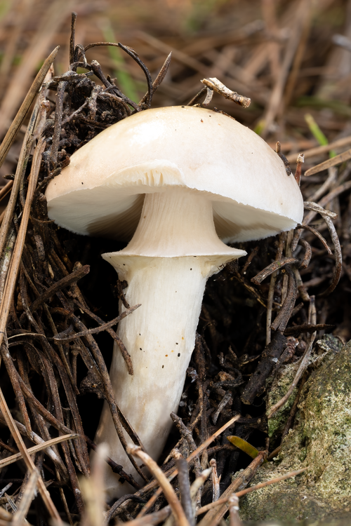 Free Detailed close-up photo of a wild mushroom growing in a natural forest setting. Stock Photo
