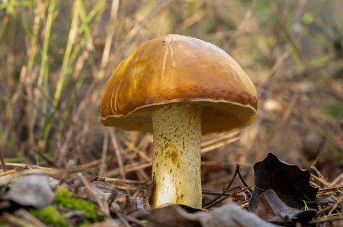 Free Detailed view of a boletus mushroom in its natural forest habitat. Stock Photo