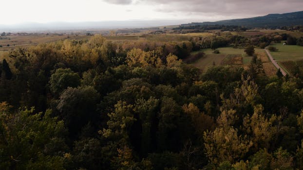 Aerial landscape of vibrant autumnal forest in Grand Est, revealing diverse foliage and rural fields.