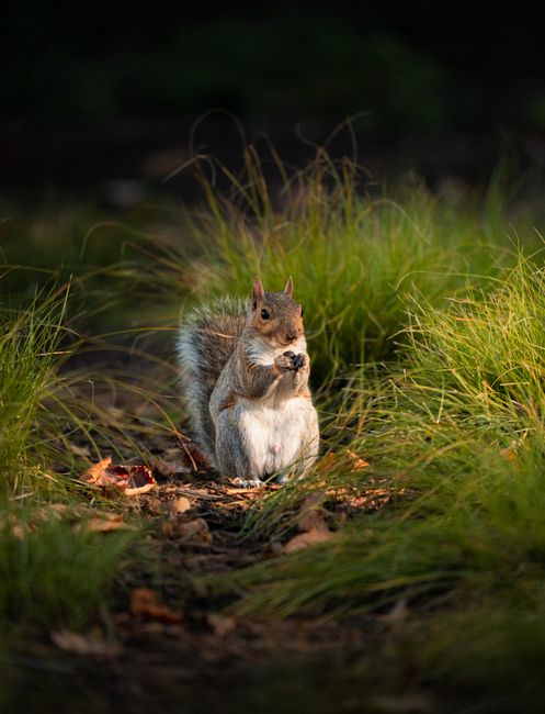 A gray squirrel foraging and eating a nut amidst tall green grass.