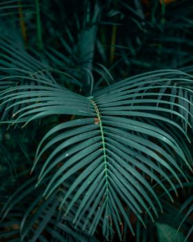 Vibrant close-up of lush green palm leaves creating a tropical feel.
