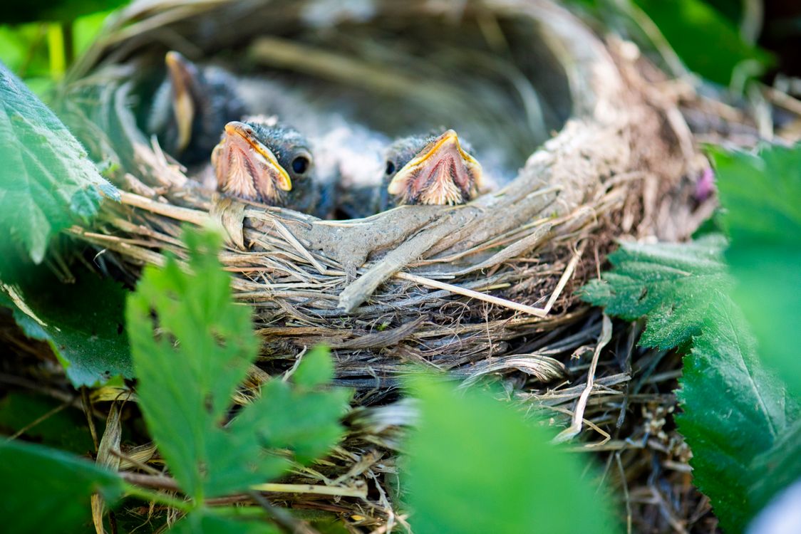 Baby Birds in a Nest Surrounded by Leaves · Free Stock Photo