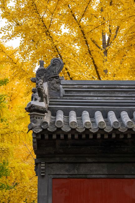 Intricate traditional Chinese roof with vibrant yellow autumn leaves in the background