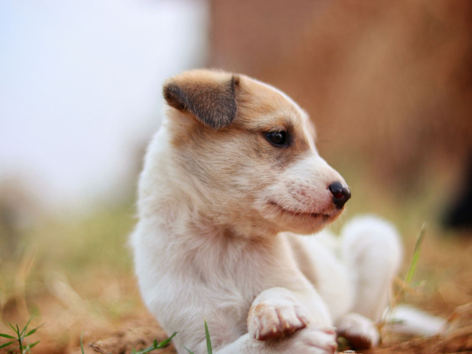 Cute Puppy Sitting on Grass · Free Stock Photo