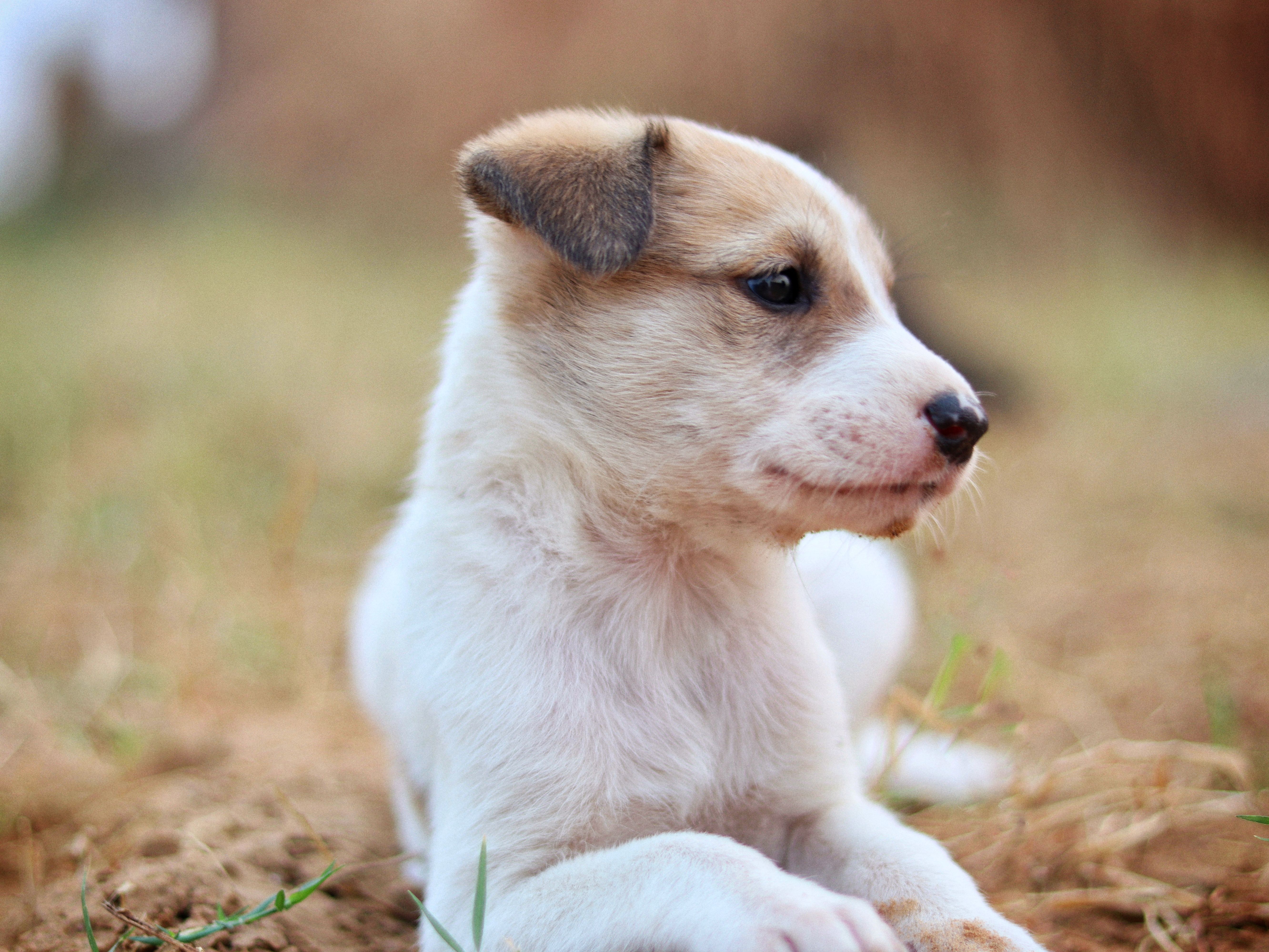Affordable Puppies For Sale In Bunbury: Responsible Buying Guide for Australian Families