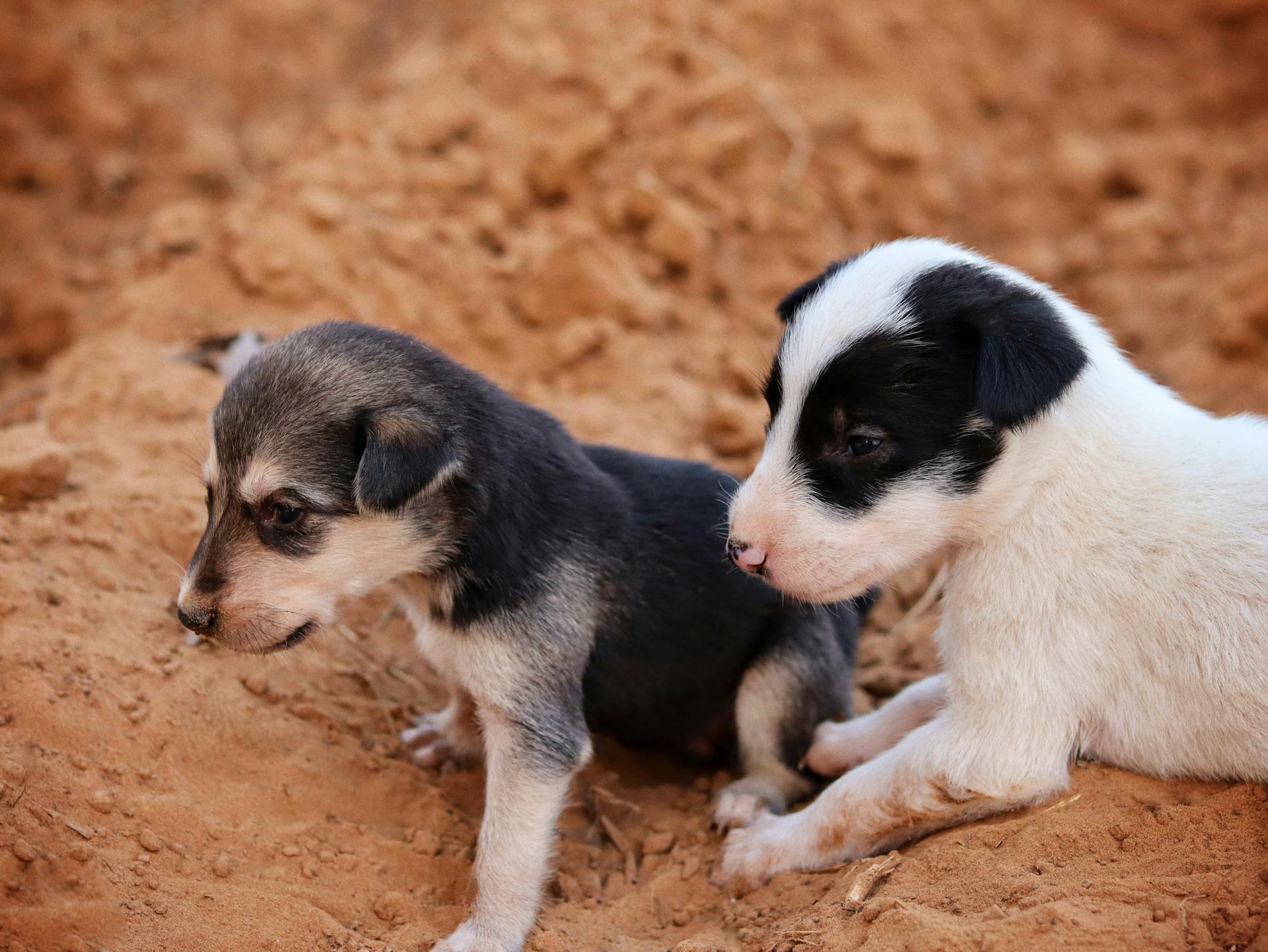 Twee schattige puppy's spelen op zand, perfect voor dierenliefhebbers.