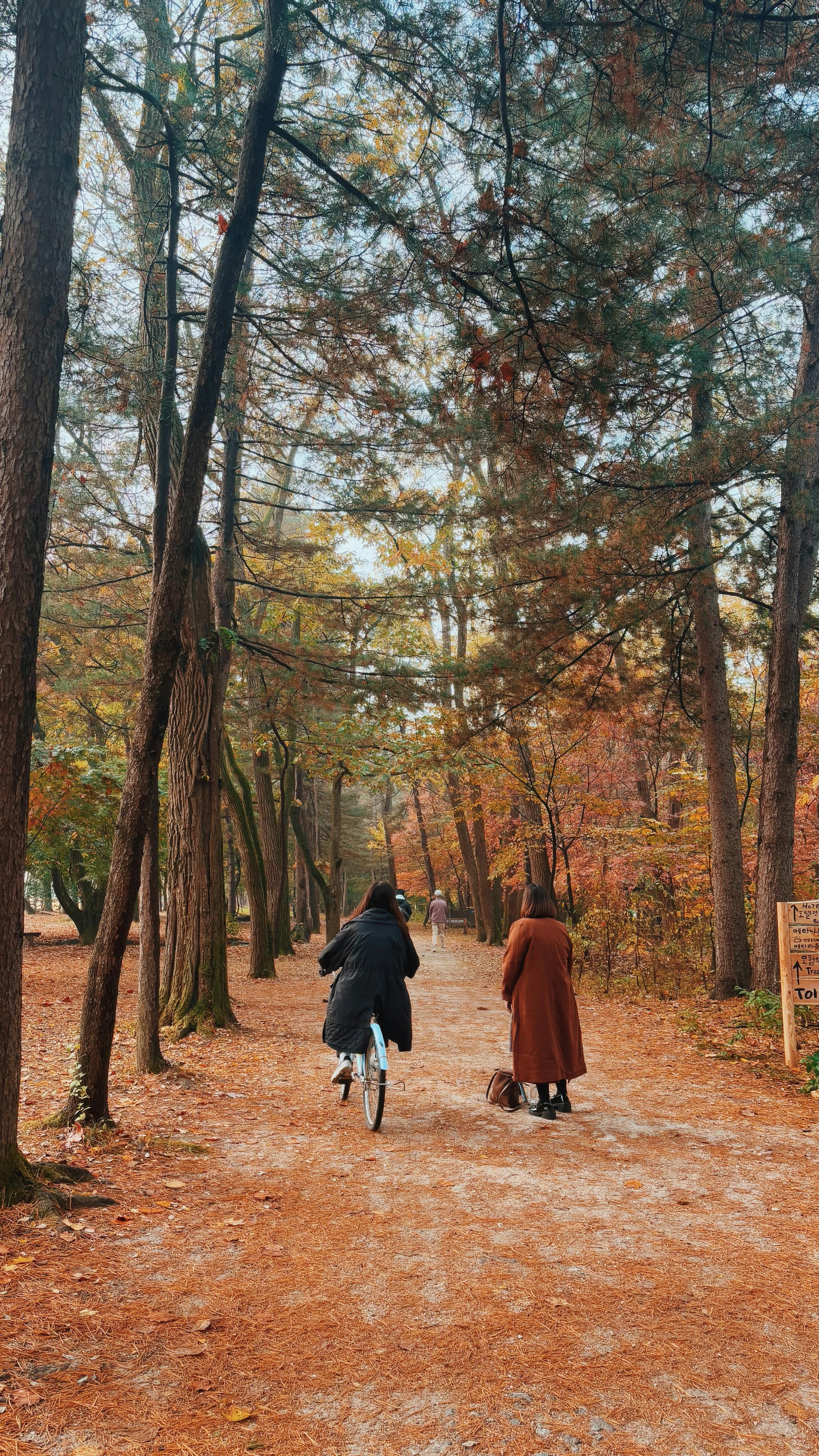 Nami Island Autumn Foliage Korea