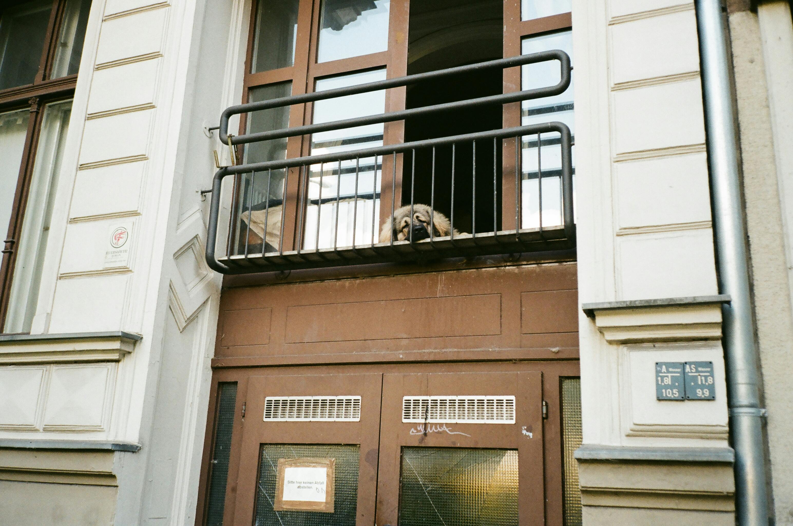 Dog relaxing on apartment balcony with city skyline view - apartments for dog owners